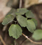 Rue anemone <BR>Windflower